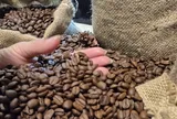 Giá cà phê hôm nay 11-3: Đồng loạt giảm giá, Indonesia sắp bước vào thu hoạch