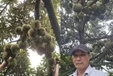 Người nông dân Đắk Lắk thu 15 tỷ/năm nhờ thứ quả 'ngửi thì nồng, ăn thì nghiện': Làm nông nghiệp tử tế, người Việt không thể nghèo