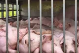 Phát hiện xe ô tô chở 100 con heo nhiễm dịch tả heo châu Phi