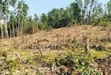 Nguyên giám đốc khai thác rừng trái phép, đơn vị quản lý “quên” báo cáo