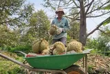 Giá sầu riêng ở ĐBSCL "chạm đáy"