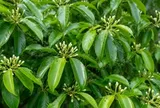 Ấn Độ mang tin vui tới hàng vạn hộ dân từ Tây Bắc đến Quảng Nam