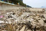 Bãi biển nổi tiếng ở Thanh Hóa ngập cành cây, trông như bãi chông