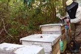 "Vàng ngọt" triệu USD tại Cuba: Xuất khẩu 8.000 tấn ra quốc tế, châu Âu sẵn sàng chi bội tiền