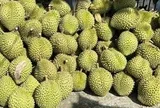 Xuất khẩu sầu riêng ùn tắc: Xử nghiêm cơ sở kiểm nghiệm gây khó khăn, chậm trễ