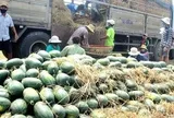 Thương lái tới tận ruộng mua dưa hấu, nông dân Đà Nẵng quẳng nỗi lo 'giải cứu'