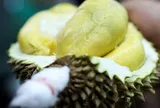 Một đối thủ của sầu riêng Việt Nam chơi lớn: Xây dựng hệ thống mã QR cho từng quả sầu riêng, người dùng dễ dàng xem nguồn gốc, vườn trồng