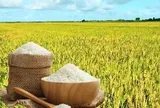 Giá lúa gạo hôm nay 29/5/2026: Trong nước ổn định, neo ở mức cao