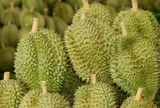 Sau Trung Quốc, Việt Nam khai phá 'mỏ vàng' sầu riêng ngay tại châu Á: Sẽ xuất khẩu kể từ tháng 7, Thái Lan, Malaysia cũng gấp rút chạy đua