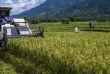 Việt Nam đã triển khai nhiều năm, Indonesia nay mới thử nghiệm cách trồng lúa cho kết quả bất ngờ