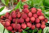 1.500 xe tải vừa hoàn thành nhiệm vụ, đưa một loại ‘ruby đỏ’ của Việt Nam sang Trung Quốc