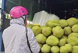 Giá sầu riêng giảm sâu giữa vụ