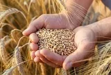 Thế giới bất ngờ quay lại với kê, cao lương và những loại hạt từng bị bỏ quên