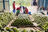 Sau sầu riêng, Thái Lan quyết tâm làm giàu với loại quả Việt Nam đang trồng rất nhiều: Được mùa được giá, Trung Quốc cực ưa chuộng