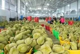 Đề xuất tháo gỡ thủ tục mã số vùng trồng, DN sầu riêng như ‘trút gánh nặng’