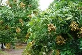 Tri thức trồng và chế biến nhãn lồng Hưng Yên trở thành di sản văn hóa phi vật thể quốc gia