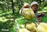 Sầu riêng "nương danh" Vinfast, hàng Việt chờ kỳ tích tại thị trường tỷ dân