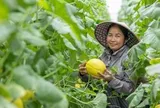 Nâng cao năng lực kinh doanh trực tuyến cho doanh nghiệp do phụ nữ làm chủ