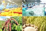 Xuất khẩu nông, lâm, thủy sản 9 tháng tăng 7,8%