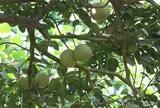Nông dân Hải Dương thu tiền tỷ từ cây bưởi đào