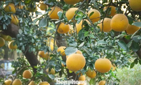 Bưởi cảnh, quất thế hàng chục triệu đồng 'rục rịch' xuống phố