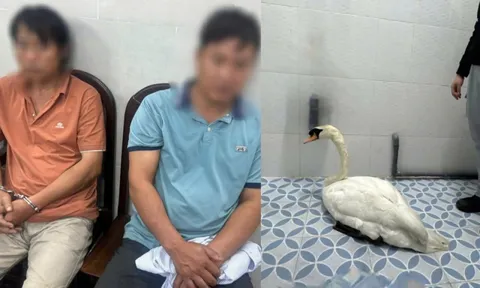 Đối tượng trộm thiên nga trắng ở Thảo Cầm Viên Sài Gòn khai gì?