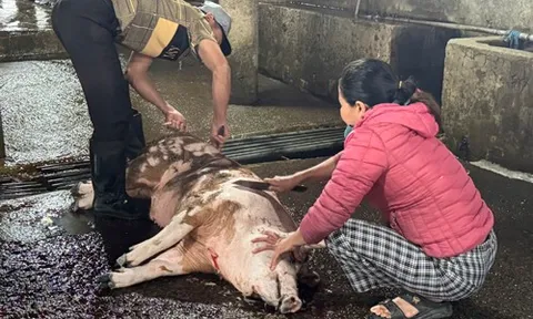 Lò giết mổ vượt công suất, thú y không theo kịp?