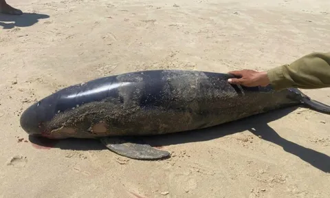 Cá Ông dạt vào Bãi Sau, phường Vũng Tàu (TPHCM) vào trưa 29 Tết