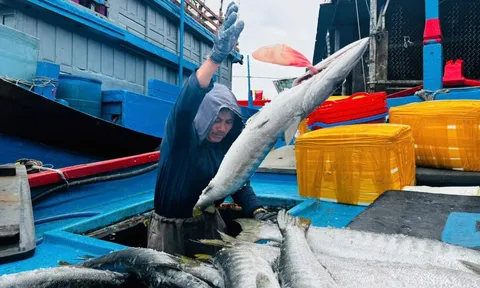 Chuyến biển xuyên Tết, ắp ụ cá tôm