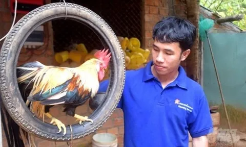 Bỏ phố về quê nuôi loài chim quý hiếm, anh kỹ sư thu lãi 1 tỷ đồng/năm