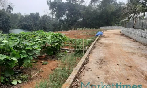 Hướng dẫn cách người dân phán ánh vi phạm đất đai qua đường dây nóng