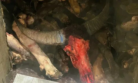 Phát hiện gần 6 tấn chân trâu, bò bốc mùi hôi thối chuẩn bị đưa ra quán nhậu