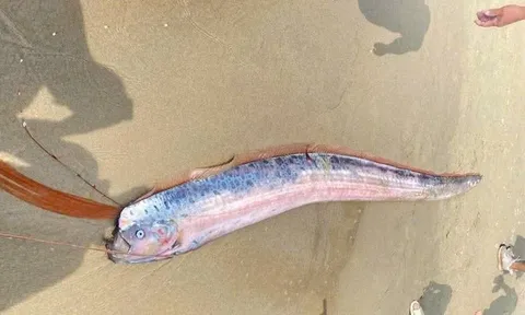 Xác cá hố rồng dài gần 2 m bất ngờ dạt vào bãi biển Đà Nẵng