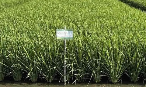 Giống lúa ĐNÁ ngon hàng đầu thế giới, mang đặc tính "quý hơn vàng": Vị thế ra sao so với ST25?