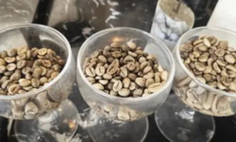 Nghịch lý: Nước không trồng cây cà phê nào lại có nhiều thương hiệu cà phê mạnh toàn cầu