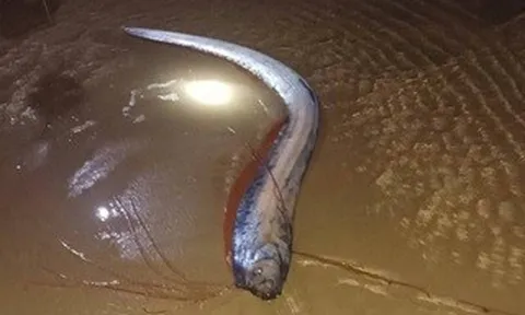 Hiện tượng hiếm: 4 con cá mái chèo dạt vào bờ biển tỉnh Lâm Đồng trong vài ngày