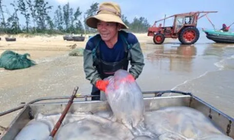 Ngư dân Nghệ An trúng 'lộc biển', mỗi ngày thu tiền triệu
