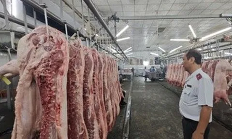 Chặn heo bệnh tuồn ra thị trường