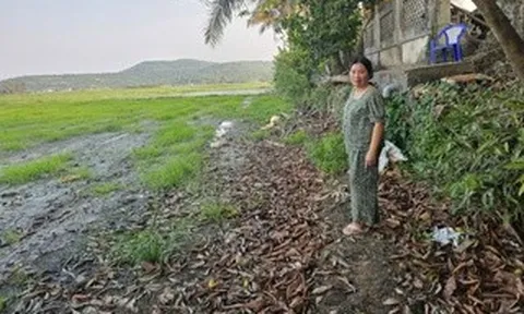 Ruộng đồng bỏ hoang vì nhiễm mặn