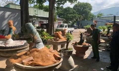 Phạt tiền và tịch thu 42 cây mai vàng không rõ nguồn gốc tại Côn Đảo