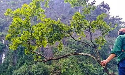 Mật phục bắt xe máy chở 6 cây muội hồng từ trên núi xuống