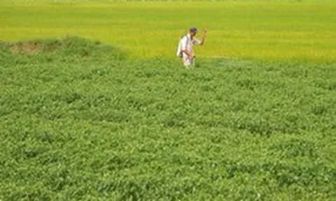 Không phải sầu riêng, loại quả cho không đầy chợ Việt được Lào, Trung Quốc đua nhau mua - nay bỗng rớt giá hơn chục lần