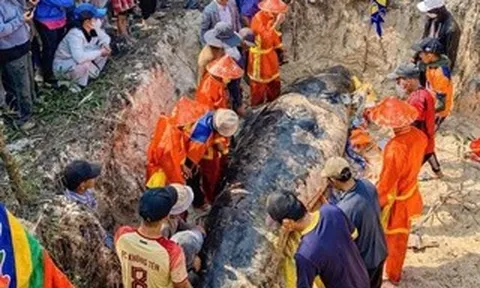 Cá heo lụy ở bờ biển Sông Cầu, trước đó người dân nhiều lần đẩy ra nhưng cá vẫn dạt vào