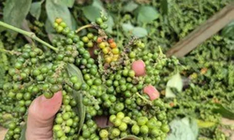 Một doanh nghiệp xuất khẩu hồ tiêu bị lừa đảo mất gần 16 tỉ đồng tại Pakistan