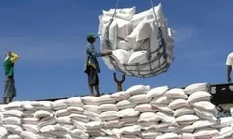 Giá lúa gạo tiếp đà tăng, gạo thơm chạm ngưỡng 500 USD/tấn