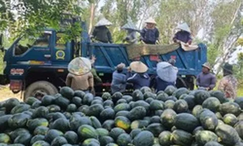 Dưa hấu được mùa, nông dân thấp thỏm tìm đầu ra