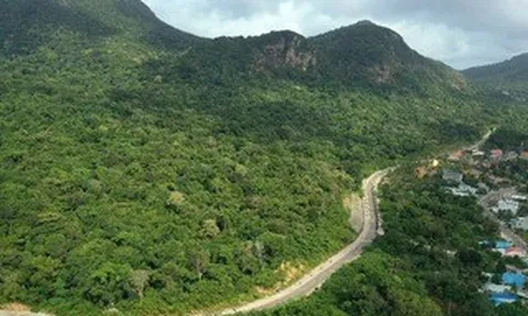 Vụ 42 cây mai vàng: Chỉ đạo mới nhất từ Vườn quốc gia Côn Đảo