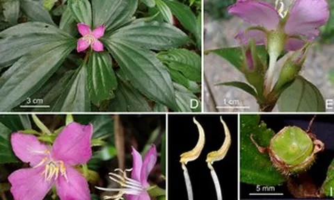 Bất ngờ phát hiện 2 loài thực vật mới ở Động Châu - Khe Nước Trong