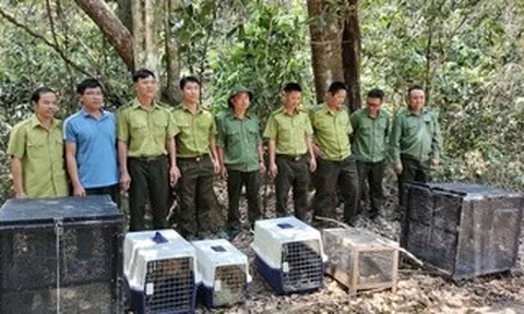 Thả rắn hổ mang chúa dài 3 mét, nặng 5kg về rừng