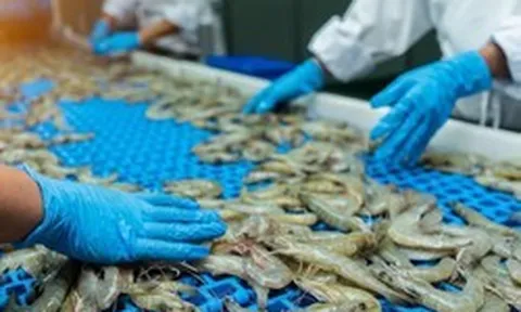 Ngành tôm đối mặt nhiều thách thức